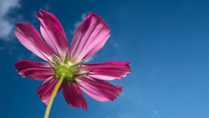 a beautiful cosmos flower in the blue sky