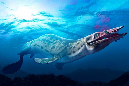 Artwork Of A Mosasaur