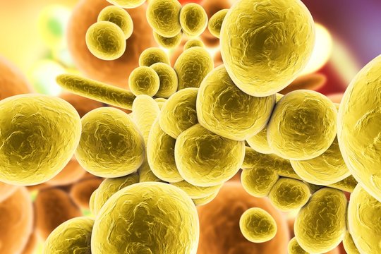 Candida auris fungi, illustration
