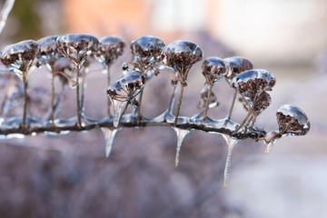 Trees and plants were covered with ice after an icy rain