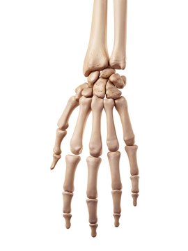 Human Hand Bones