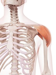 Anatomy photos, royalty-free images, graphics, vectors & videos | Adobe
