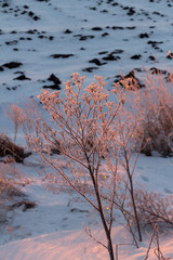 Frozen shrub in the rays of the rising sun.