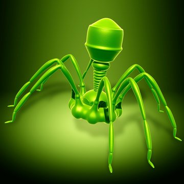 Bacteriophage T4 Virus, Illustration