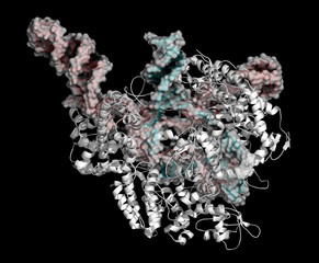 CRISPR-CAS9 gene editing, illustration