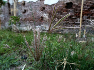 Close-up look Chloris Gayana with red brick wall in the background