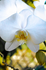 White orchid closeup