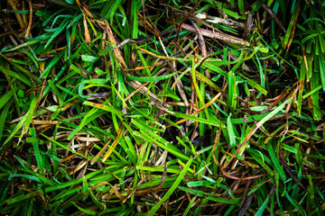 Top view of green grass and weeds. Use for nature concepts.