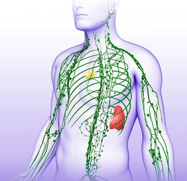 Male lymphatic system, illustration