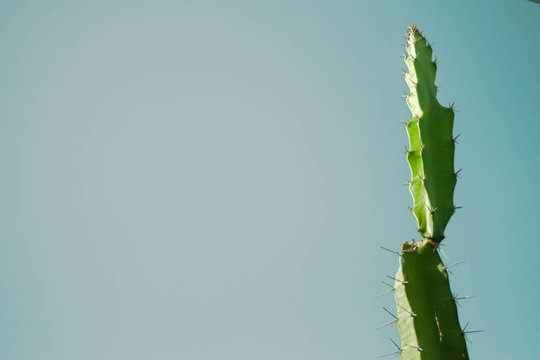 Green cactus reaching the sky