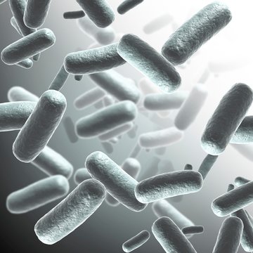 Bacteria, illustration