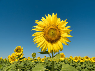 a beautiful sunflowers in the blue sky