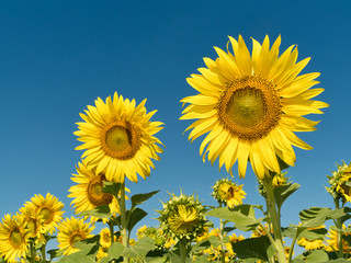 a beautiful sunflowers in the blue sky