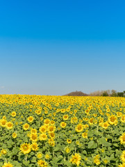 a beautiful sunflowers in the blue sky