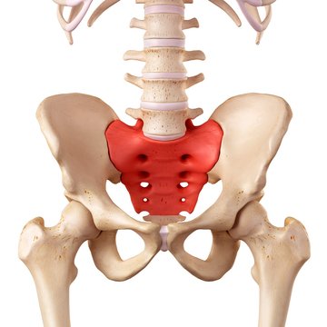 Human Sacrum