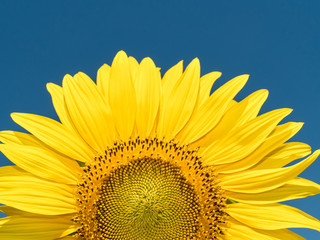 Naklejka premium a beautiful sunflowers in the blue sky