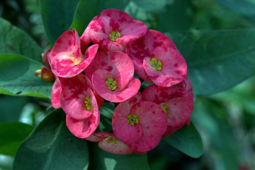 Flower in the garden