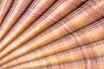 Red-ribbed scallop shell, macrophotograph