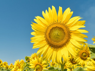 a beautiful sunflowers in the blue sky