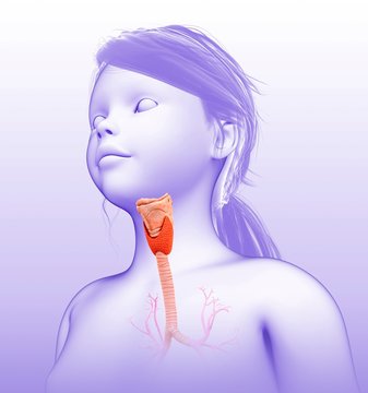 Larynx and trachea, illustration