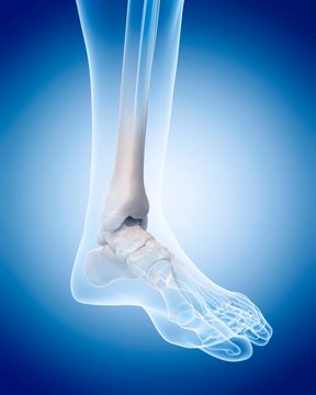 Human ankle bones