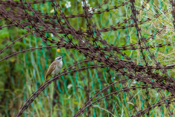 Yellow-vented Bulbul - Pycnonotus goiavier or eastern yellow-vented bulbul in nature
