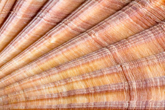 Red-ribbed scallop shell, macrophotograph
