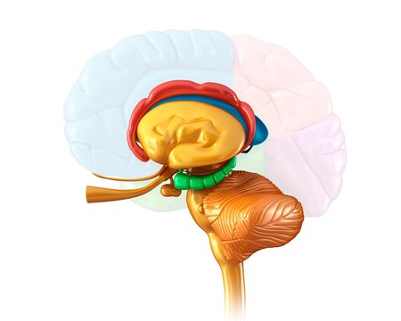 Human brain structures, illustration