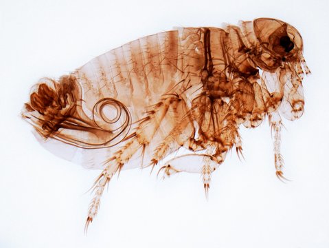 Male flea, LM
