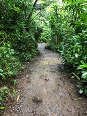 Forest Path: Honolulu