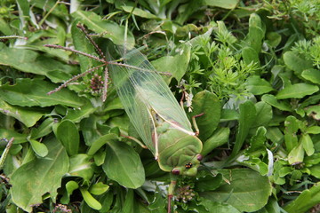 Green Cicada on grass