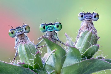 Three damselflies on wild plant