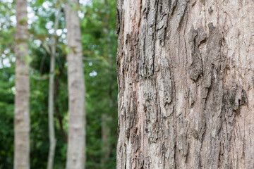 Teak trees in nature 