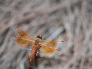 a small dragonfly is a beautiful