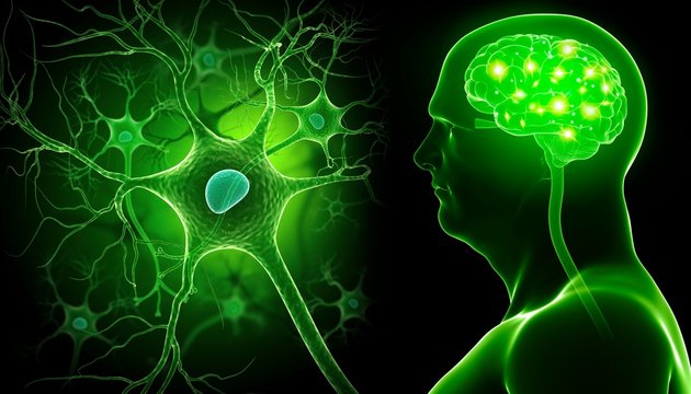 Brain and nerve cell, illustration