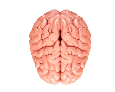 Human brain, illustration