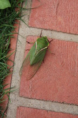 Green Cicada on path