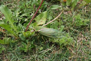 Green Cicada on grass