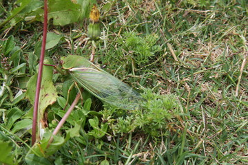 Green Cicada on grass