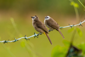 Yellow-vented Bulbul - Pycnonotus goiavier or eastern yellow-vented bulbul in nature