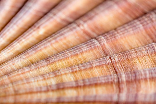 Red-ribbed scallop shell, macrophotograph