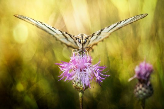 Butterfly on thistle
