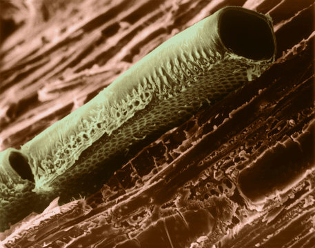 Conductive plant vessel element (Cercocarpus sp.), SEM