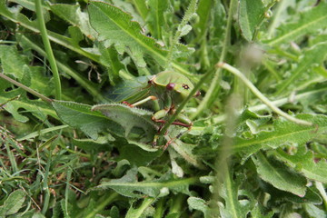 Green Cicada on grass