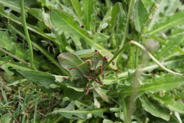 Green Cicada on grass