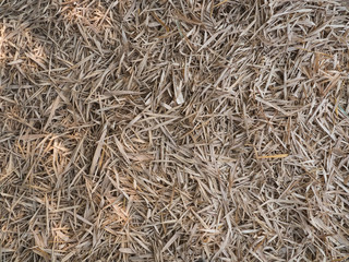 Bamboo can be used for all parts to have many benefits