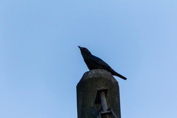 little black crow in nature