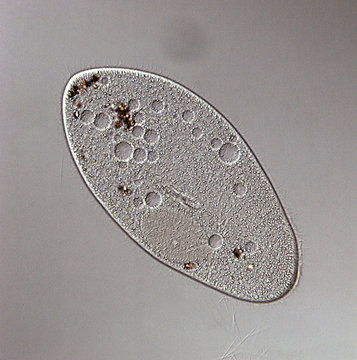 Paramecium Multimicronucleatum, LM