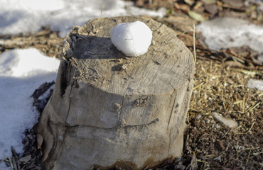 Snowball on a wooden stump in the winter