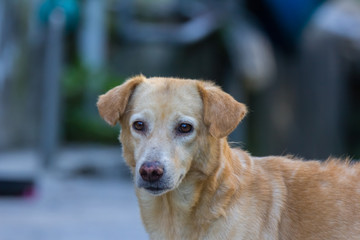 Red abandoned homeless stray dog